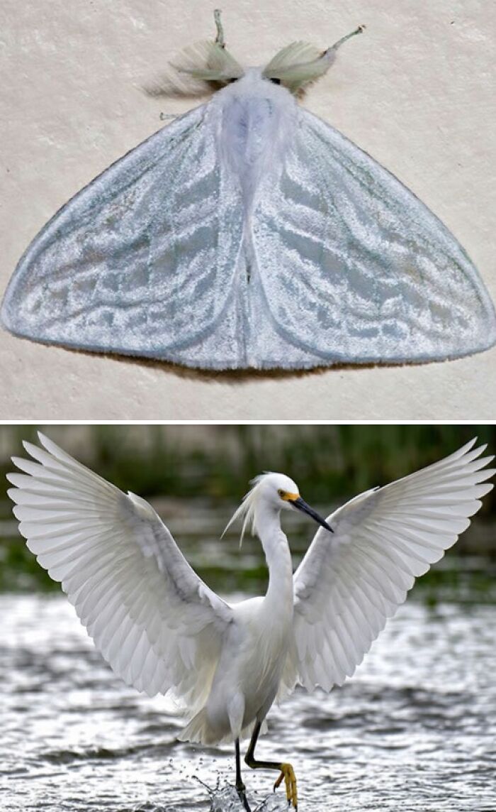 Whoa! Nature's Sneaky Copycats – 75 Collages That'll Make You Do a Double Take