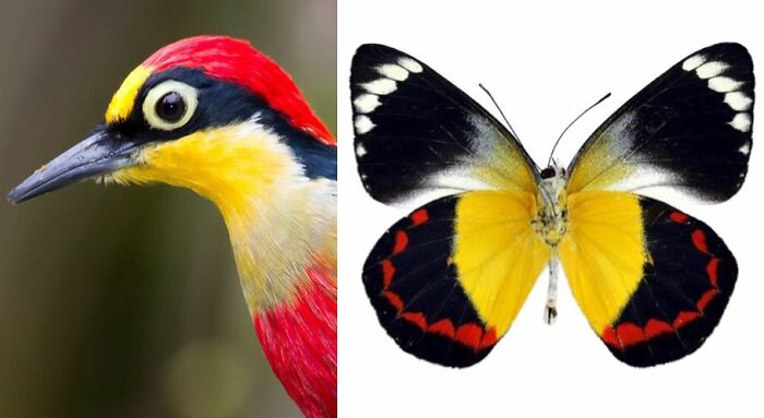 Whoa! Nature's Sneaky Copycats – 75 Collages That'll Make You Do a Double Take