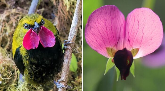 Whoa! Nature's Sneaky Copycats – 75 Collages That'll Make You Do a Double Take