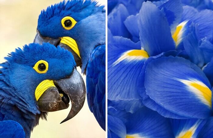 Whoa! Nature's Sneaky Copycats – 75 Collages That'll Make You Do a Double Take