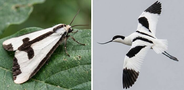 Whoa! Nature's Sneaky Copycats – 75 Collages That'll Make You Do a Double Take