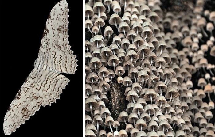 Whoa! Nature's Sneaky Copycats – 75 Collages That'll Make You Do a Double Take
