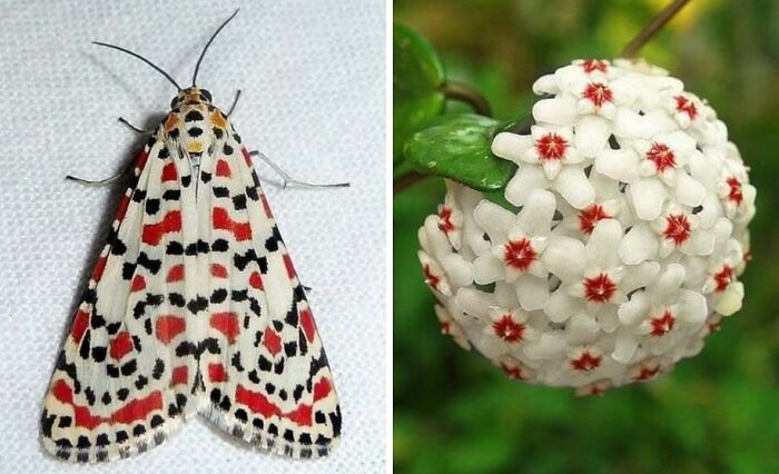 Whoa! Nature's Sneaky Copycats – 75 Collages That'll Make You Do a Double Take