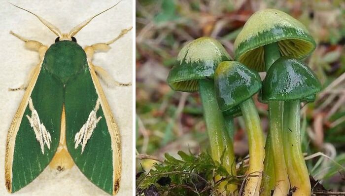 Whoa! Nature's Sneaky Copycats – 75 Collages That'll Make You Do a Double Take