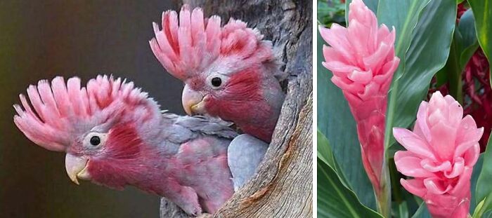 Whoa! Nature's Sneaky Copycats – 75 Collages That'll Make You Do a Double Take