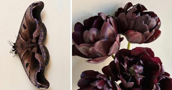 Whoa! Nature's Sneaky Copycats – 75 Collages That'll Make You Do a Double Take
