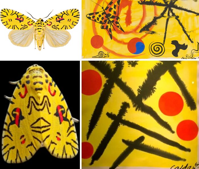 Whoa! Nature's Sneaky Copycats – 75 Collages That'll Make You Do a Double Take