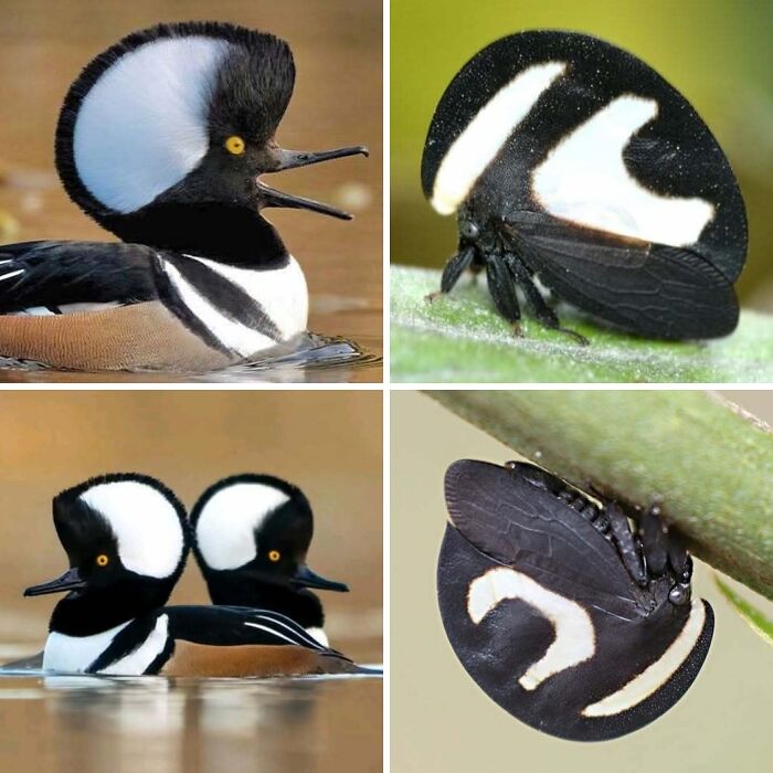 Whoa! Nature's Sneaky Copycats – 75 Collages That'll Make You Do a Double Take