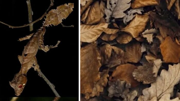 Whoa! Nature's Sneaky Copycats – 75 Collages That'll Make You Do a Double Take