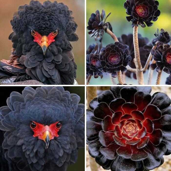 Whoa! Nature's Sneaky Copycats – 75 Collages That'll Make You Do a Double Take
