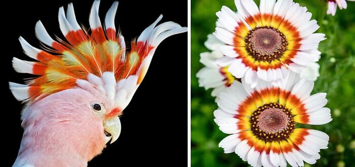 Whoa! Nature's Sneaky Copycats – 75 Collages That'll Make You Do a Double Take