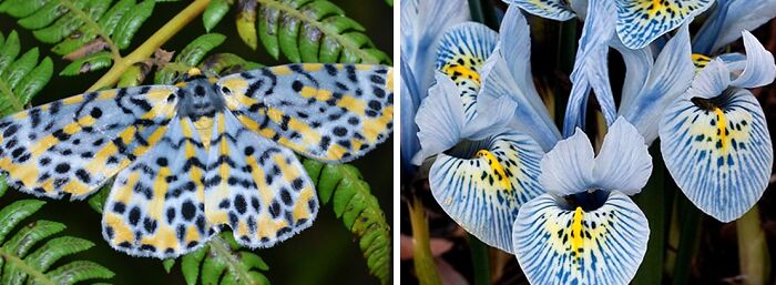 Whoa! Nature's Sneaky Copycats – 75 Collages That'll Make You Do a Double Take