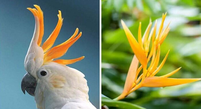 Whoa! Nature's Sneaky Copycats – 75 Collages That'll Make You Do a Double Take