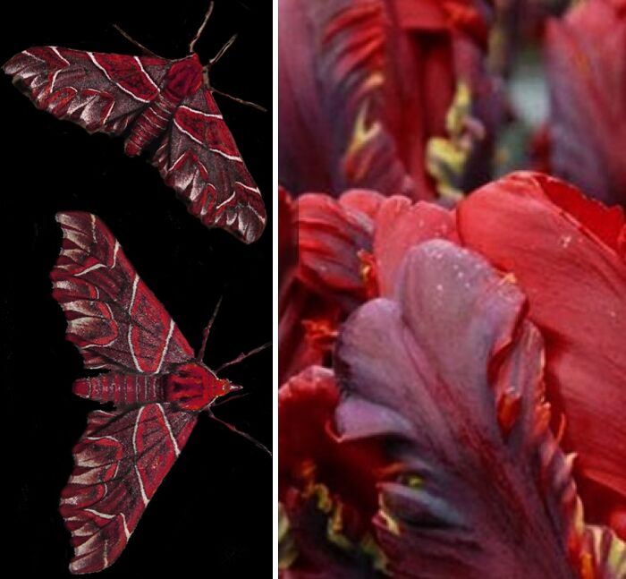 Whoa! Nature's Sneaky Copycats – 75 Collages That'll Make You Do a Double Take