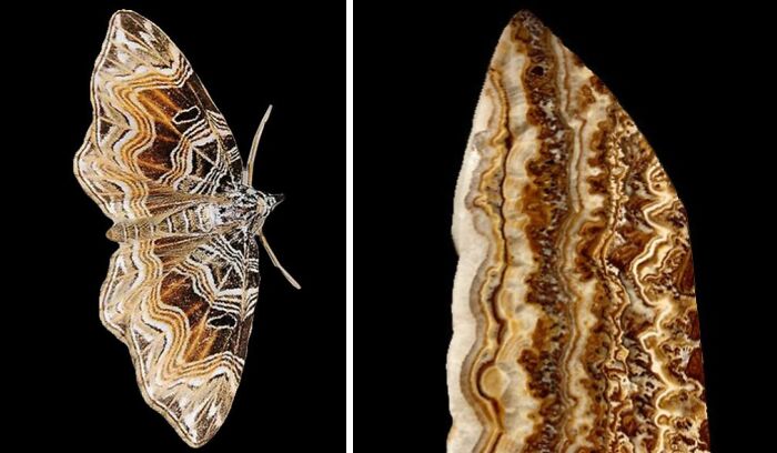 Whoa! Nature's Sneaky Copycats – 75 Collages That'll Make You Do a Double Take