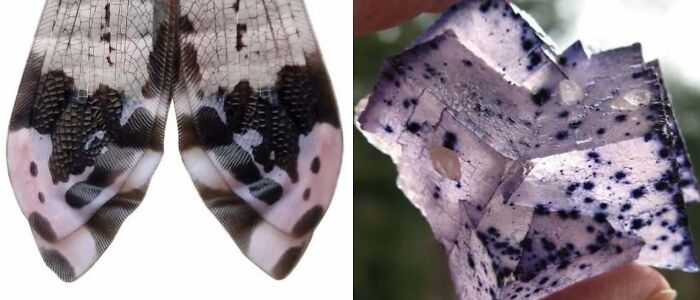 Whoa! Nature's Sneaky Copycats – 75 Collages That'll Make You Do a Double Take