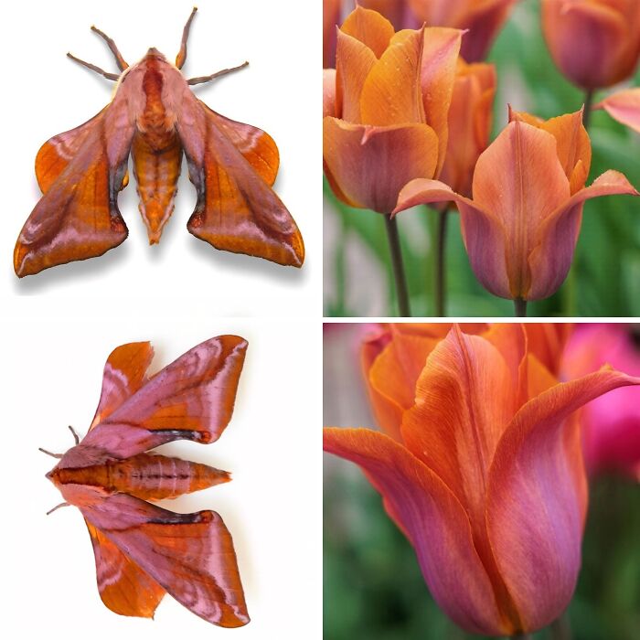 Whoa! Nature's Sneaky Copycats – 75 Collages That'll Make You Do a Double Take