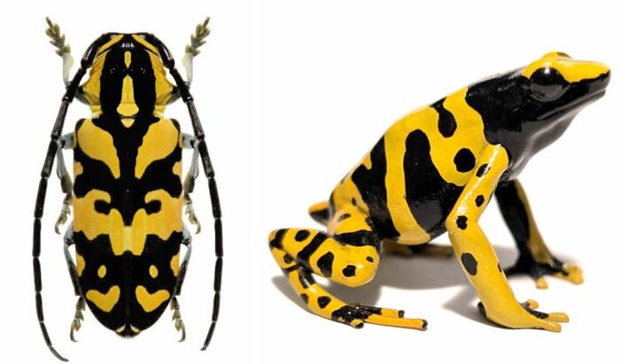 Whoa! Nature's Sneaky Copycats – 75 Collages That'll Make You Do a Double Take
