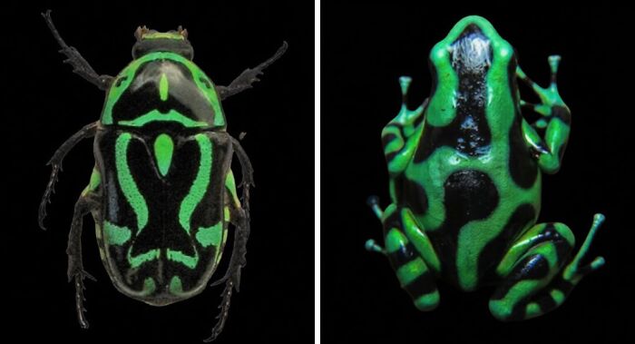 Whoa! Nature's Sneaky Copycats – 75 Collages That'll Make You Do a Double Take