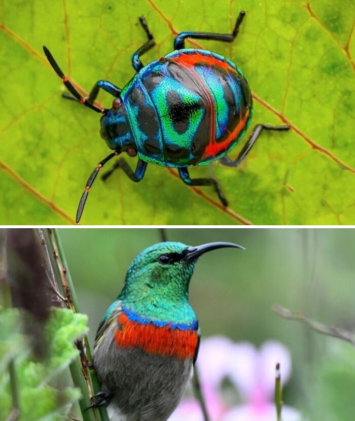 Whoa! Nature's Sneaky Copycats – 75 Collages That'll Make You Do a Double Take