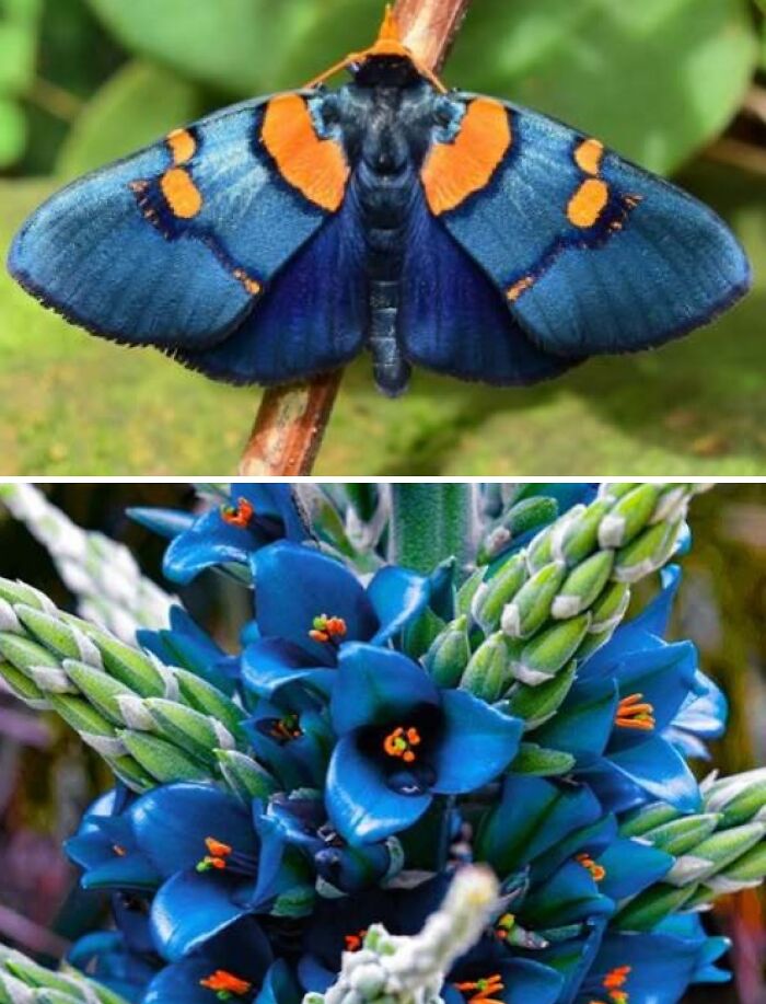 Whoa! Nature's Sneaky Copycats – 75 Collages That'll Make You Do a Double Take