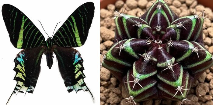Whoa! Nature's Sneaky Copycats – 75 Collages That'll Make You Do a Double Take