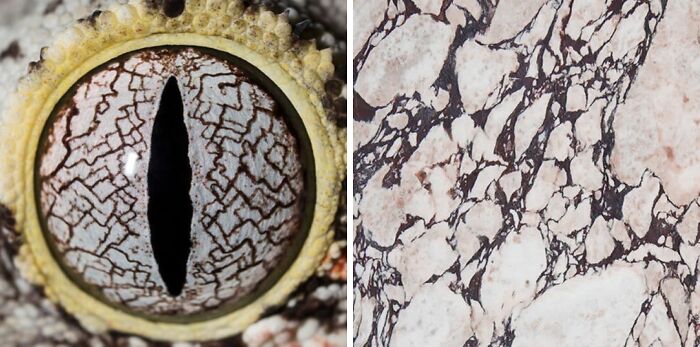 Whoa! Nature's Sneaky Copycats – 75 Collages That'll Make You Do a Double Take