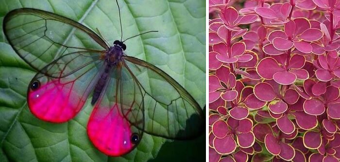 Whoa! Nature's Sneaky Copycats – 75 Collages That'll Make You Do a Double Take