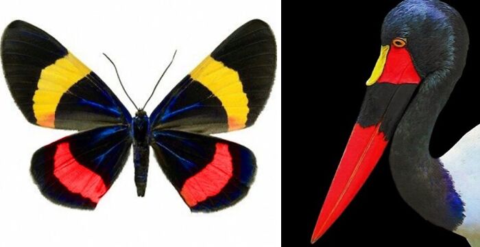 Whoa! Nature's Sneaky Copycats – 75 Collages That'll Make You Do a Double Take