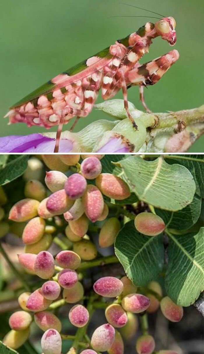 Whoa! Nature's Sneaky Copycats – 75 Collages That'll Make You Do a Double Take