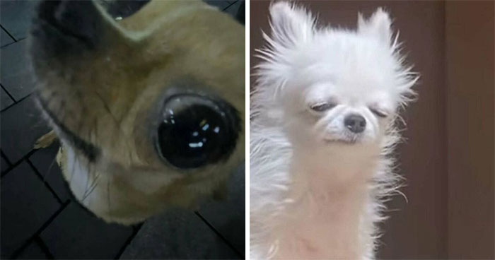 Wait Till You See These Animals Doing Stuff That’s So Weird, You’ll Blink Twice!