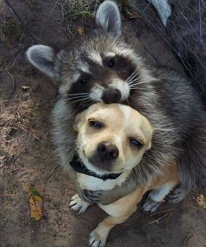 Wait Till You See These Animals Doing Stuff That’s So Weird, You’ll Blink Twice!