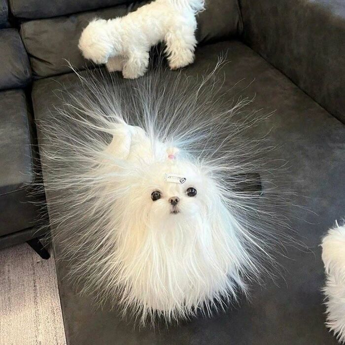 Wait Till You See These Animals Doing Stuff That’s So Weird, You’ll Blink Twice!