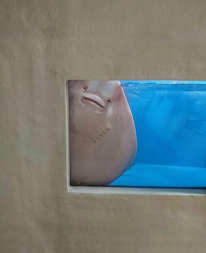 Wait Till You See These Animals Doing Stuff That’s So Weird, You’ll Blink Twice!