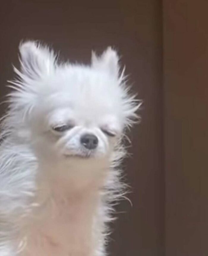 Wait Till You See These Animals Doing Stuff That’s So Weird, You’ll Blink Twice!