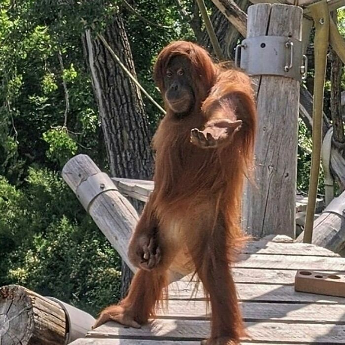 Wait Till You See These Animals Doing Stuff That’s So Weird, You’ll Blink Twice!
