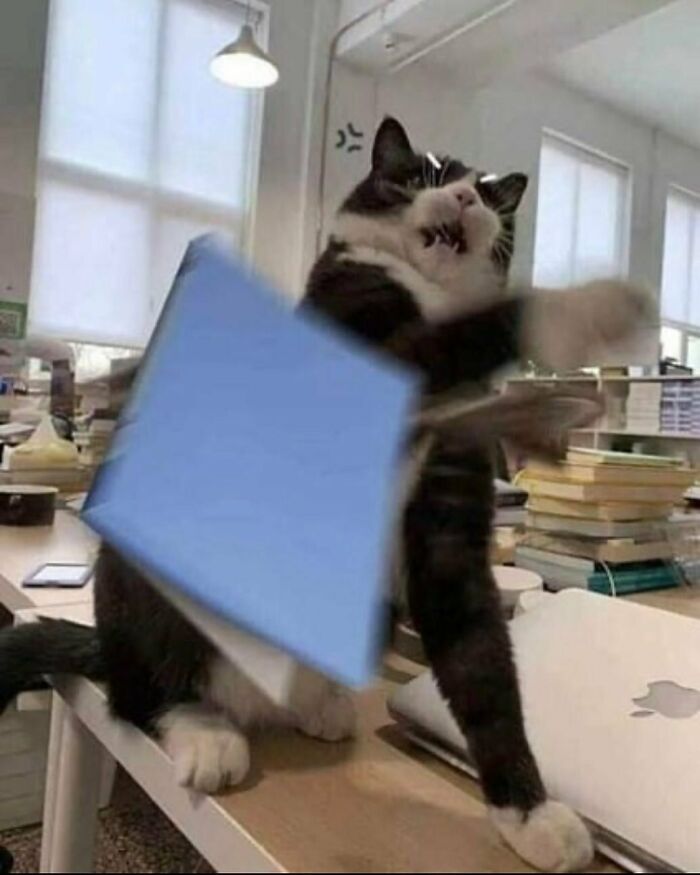Wait Till You See These Animals Doing Stuff That’s So Weird, You’ll Blink Twice!
