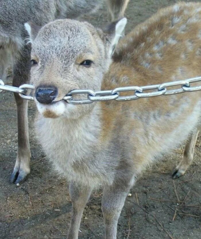 Wait Till You See These Animals Doing Stuff That’s So Weird, You’ll Blink Twice!