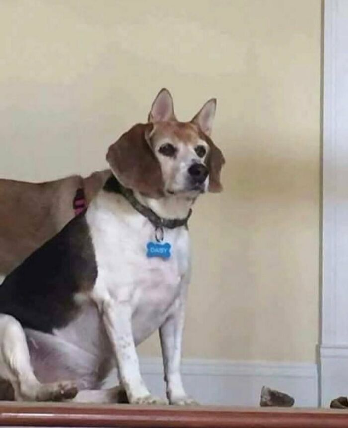Wait Till You See These Animals Doing Stuff That’s So Weird, You’ll Blink Twice!