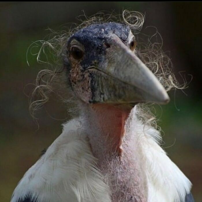 Wait Till You See These Animals Doing Stuff That’s So Weird, You’ll Blink Twice!