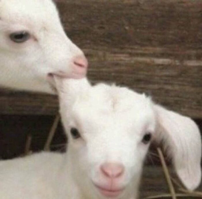Wait Till You See These Animals Doing Stuff That’s So Weird, You’ll Blink Twice!