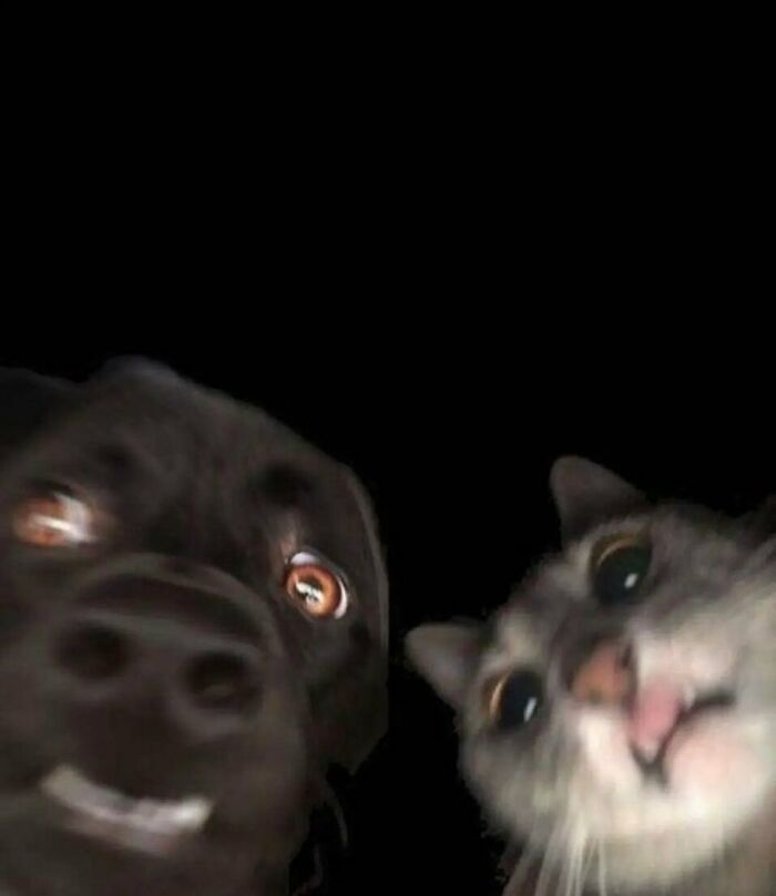Wait Till You See These Animals Doing Stuff That’s So Weird, You’ll Blink Twice!