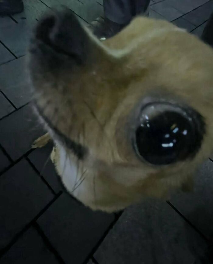 Wait Till You See These Animals Doing Stuff That’s So Weird, You’ll Blink Twice!