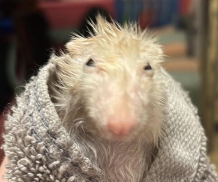 Wait Till You See These Animals Doing Stuff That’s So Weird, You’ll Blink Twice!
