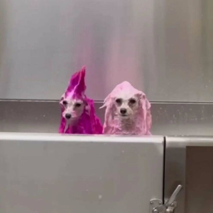 Wait Till You See These Animals Doing Stuff That’s So Weird, You’ll Blink Twice!
