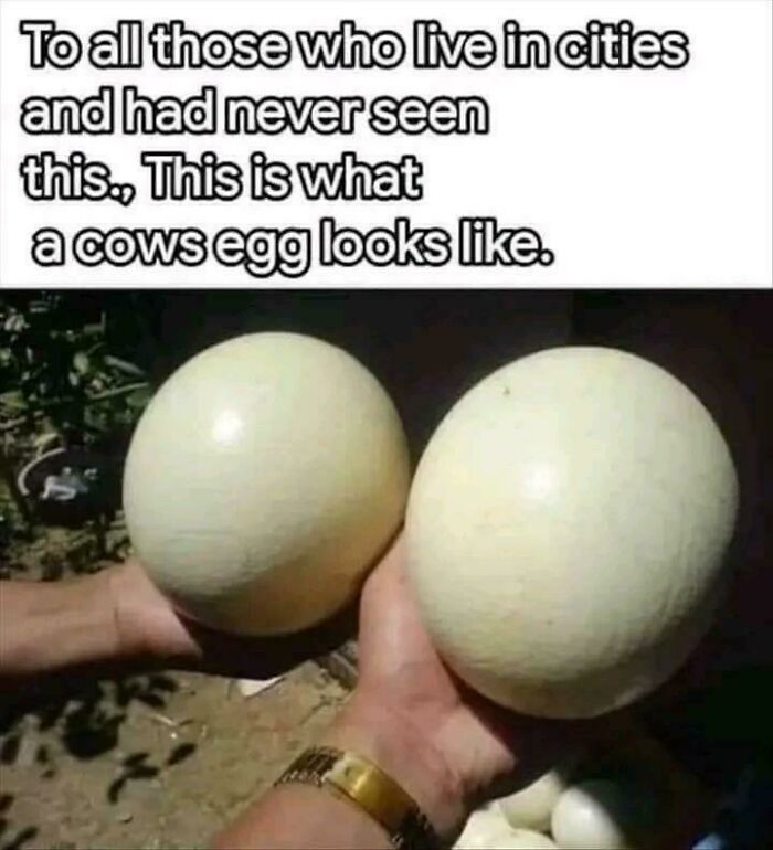 Hey Daddy, Check Out This Cow Egg!