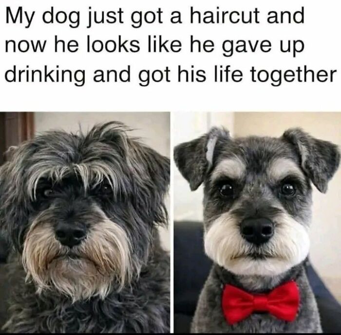 Wait, They Actually Ranked These Hilarious Memes?