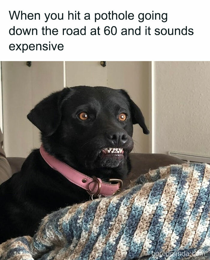 Wait, They Actually Ranked These Hilarious Memes?