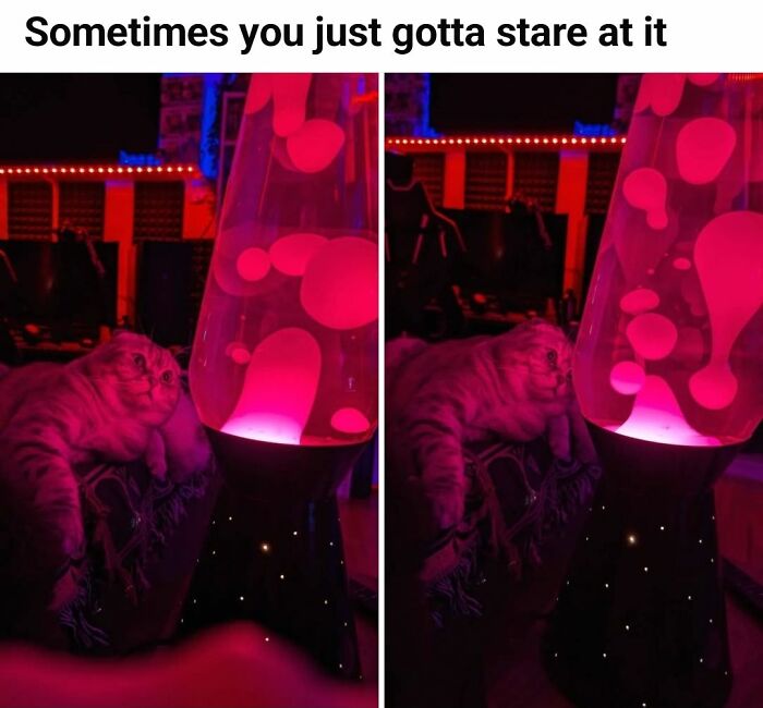 Wait, They Actually Ranked These Hilarious Memes?