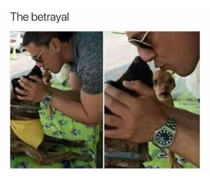 Wait, They Actually Ranked These Hilarious Memes?